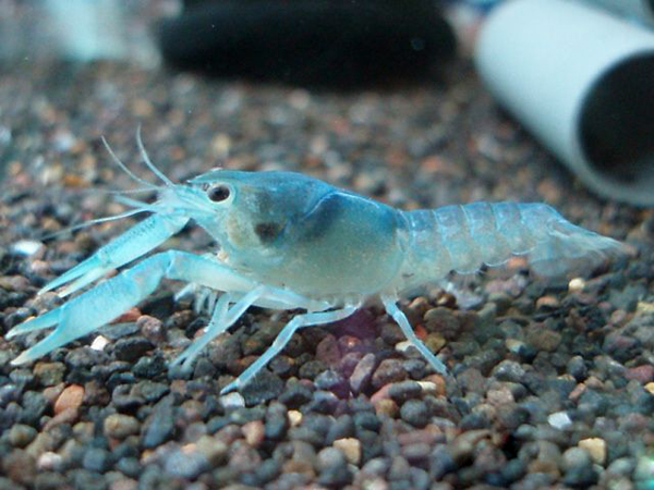 蓝纹螯虾