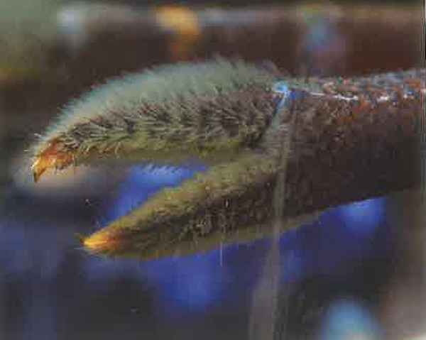 拉马斯毛毛手螯虾 拉马斯毛毛手螯虾