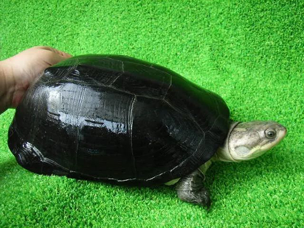 中非侧颈龟