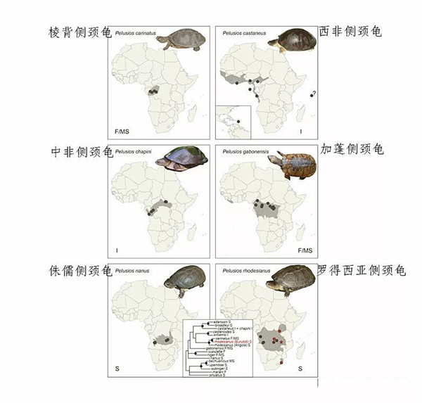 中非侧颈龟 中非侧颈龟